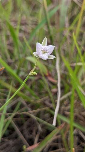 Image of Chinese Fringe Lily (Thysanotus chinensis) by (c) Cheng-Te Hsu, some rights reserved (CC BY)