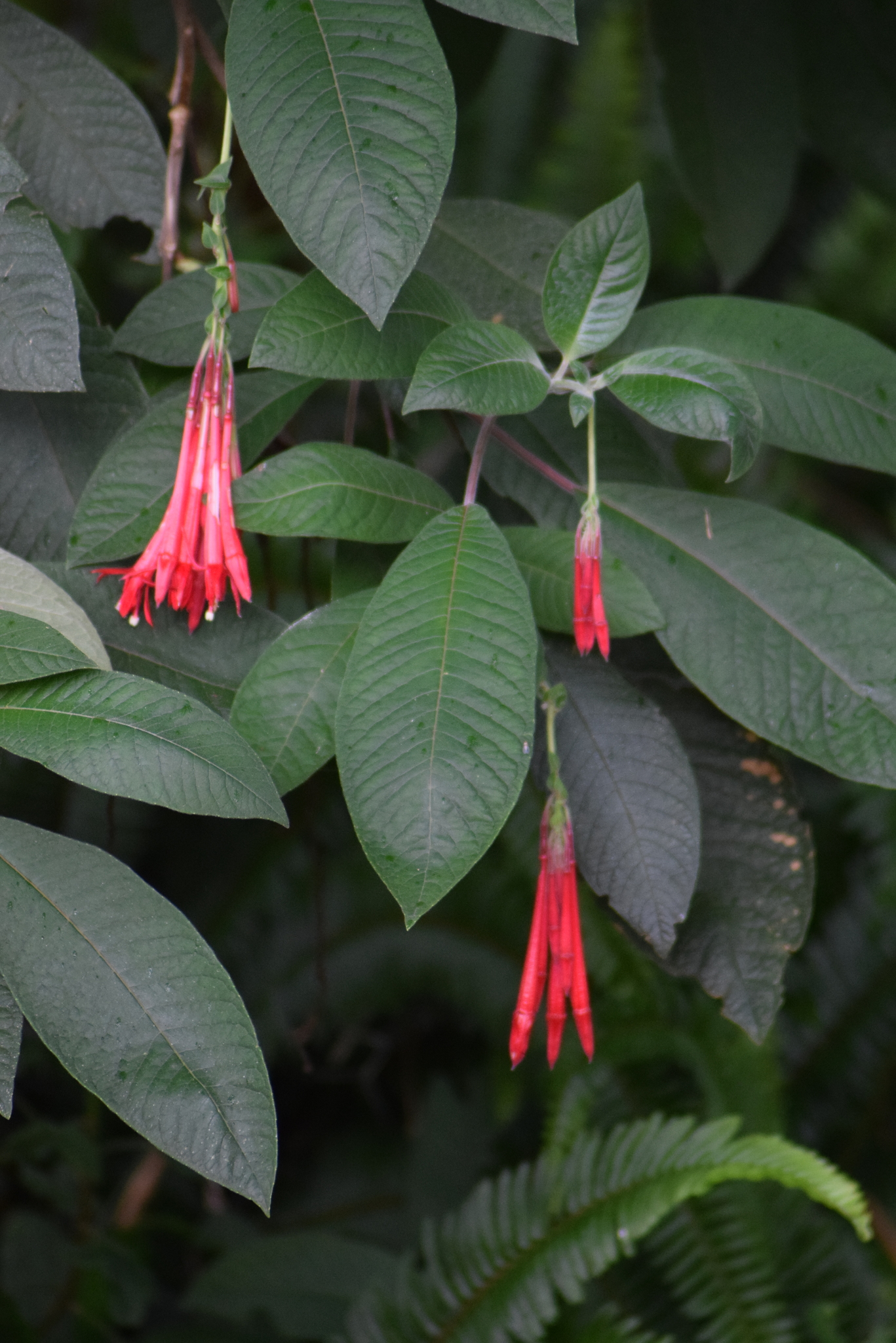Fuchsia boliviana