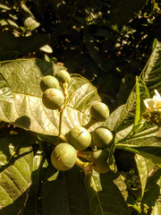 Solanum oblongifolium