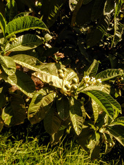 Solanum oblongifolium