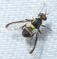 Dacinae
