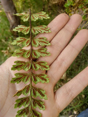 Asplenium praemorsum