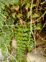 Asplenium praemorsum