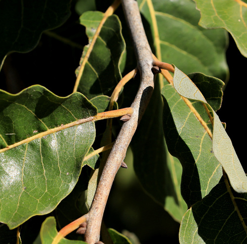 Image of Combretum collinum by (c) Wynand Uys, some rights reserved (CC BY)