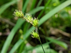 Carex echinodes