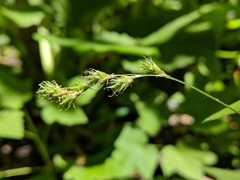 Carex echinodes