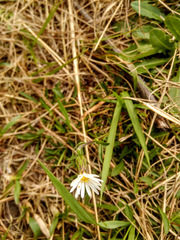 Noticastrum marginatum