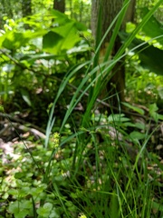 Carex echinodes