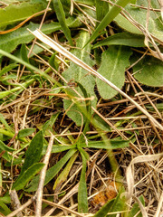 Noticastrum marginatum