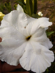 Escobedia grandiflora
