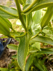 Escobedia grandiflora