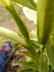 Escobedia grandiflora