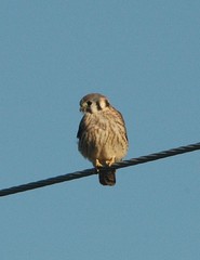 Falco sparverius sparverius