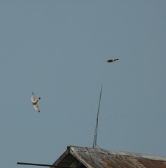 Falco sparverius sparverius