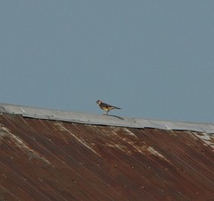 Falco sparverius sparverius