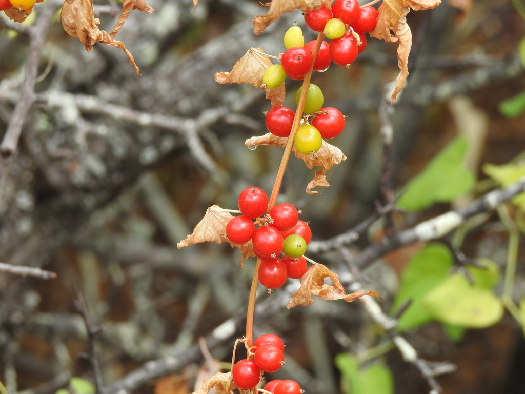 Dioscorea communis, Tavira, Faro, Portugal, by duarte