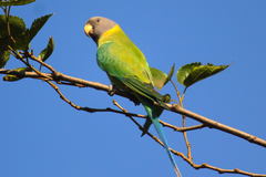 Psittacula cyanocephala