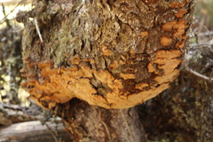 Phellinus piceinus