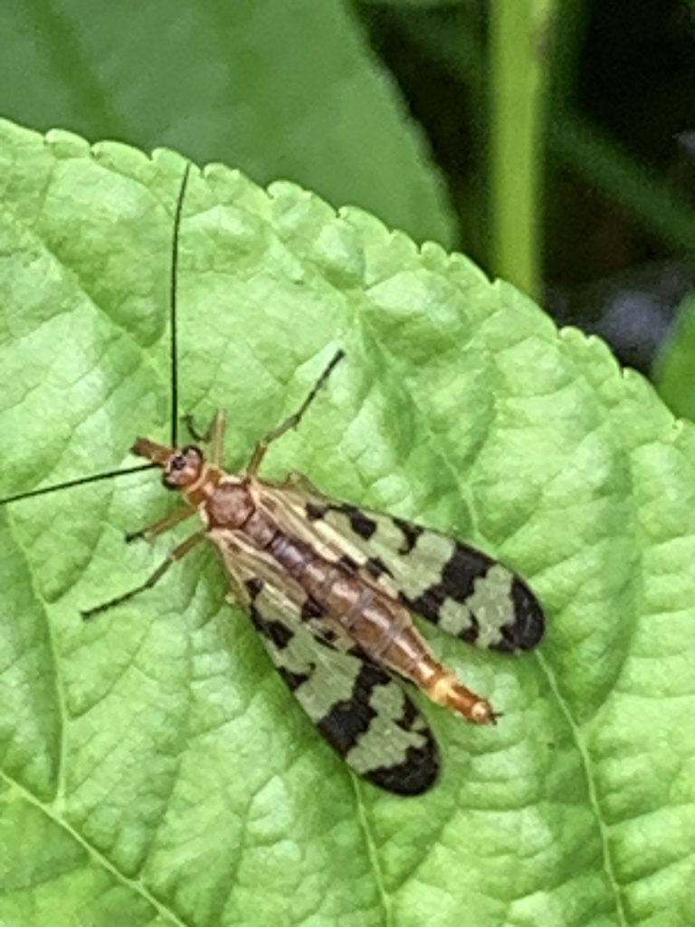 Hooded Scorpionfly