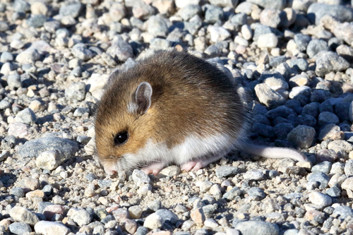 Eastern Deermouse