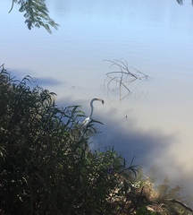Ardea alba
