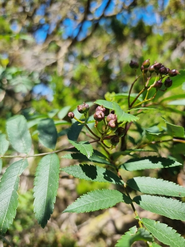 Image of Sorbus maderensis by (c) Vítor Jorge, some rights reserved (CC BY)