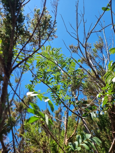 Image of Sorbus maderensis by (c) Vítor Jorge, some rights reserved (CC BY)