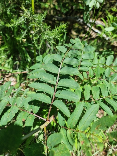 Sorbus aucuparia image