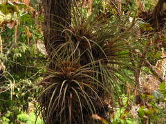 Tillandsia inopinata