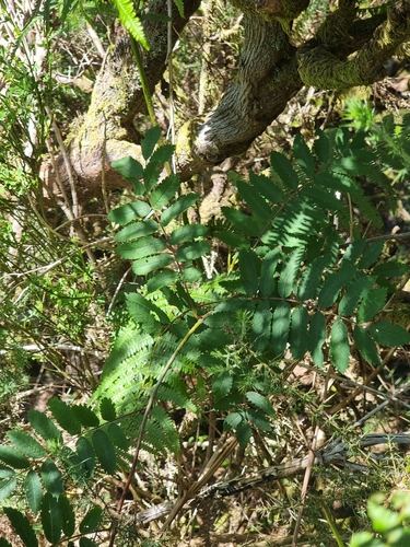 Image of Sorbus maderensis by (c) Vítor Jorge, some rights reserved (CC BY)