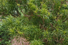 Melicope denhamii