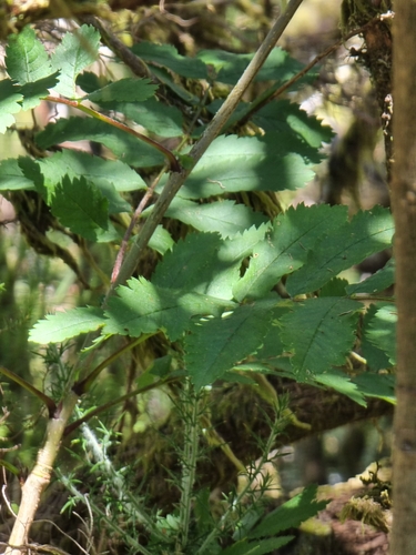 Image of Sorbus maderensis by (c) Vítor Jorge, some rights reserved (CC BY)