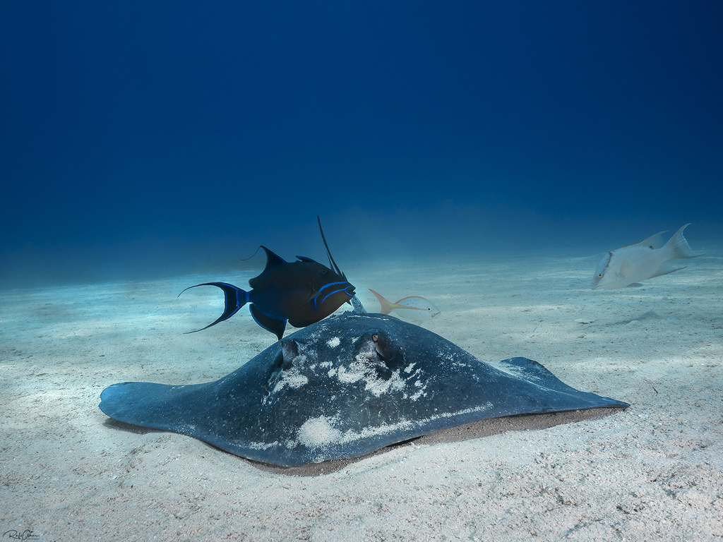 Koningin-trekkervis (Balistes vetula) — Balistidae