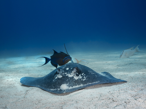 Old wife (Balistes vetula) — Balistidae
