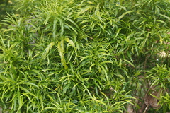 Melicope denhamii