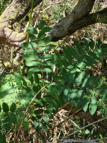 Image of Sorbus maderensis by (c) Vítor Jorge, some rights reserved (CC BY)