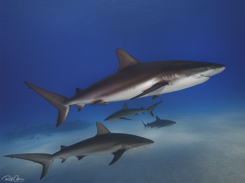 Caribbean Reef Shark