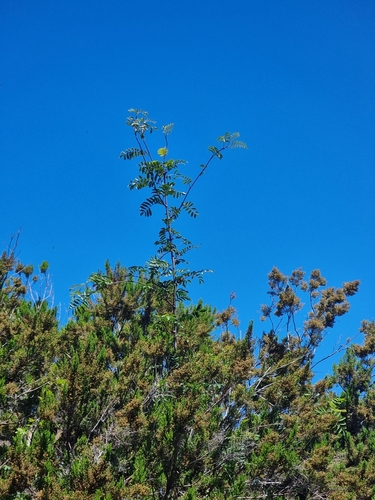 Image of Sorbus maderensis by (c) Vítor Jorge, some rights reserved (CC BY)