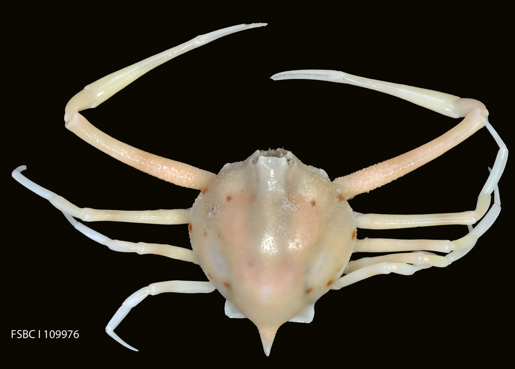 granulose purse crab
