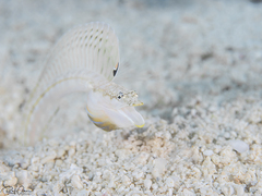 Yellowface Pikeblenny photo 2