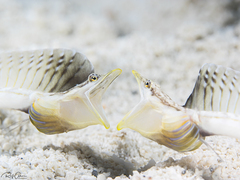 Yellowface Pikeblenny photo 5