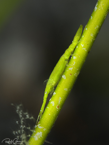 Astacilla cymodocea