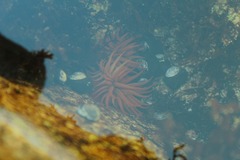 Anemonia alicemartinae