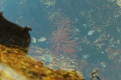 Anemonia alicemartinae