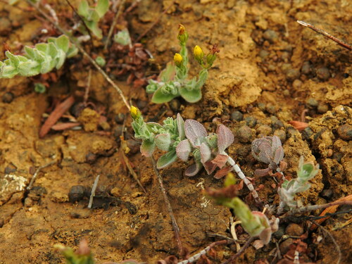 Hypericum tomentosum (Hypericum tomentosum)