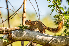Ring-Tailed Ground Squirrel photo 1