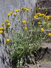 Andryala glandulosa subsp. cheiranthifolia image
