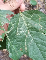 Insecta