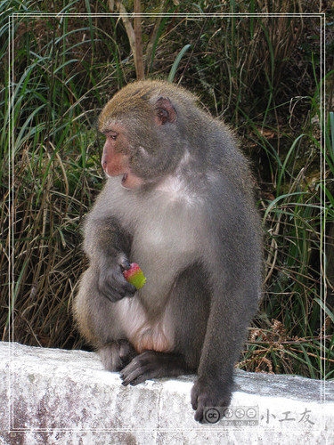 Formosan Rock Macaque, photo 5 of 9