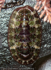 Dendrochiton flectens